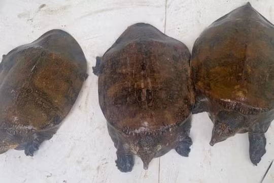 Kon Tum: Phát hiện nhiều cá thể động vật hoang dã tại nhà một người dân