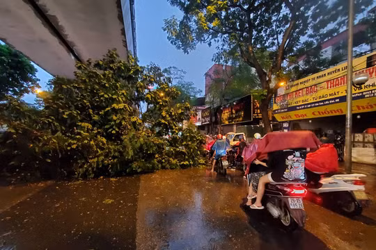 Cây lớn bật rễ, gãy đổ trên nhiều tuyến phố Hà Nội
