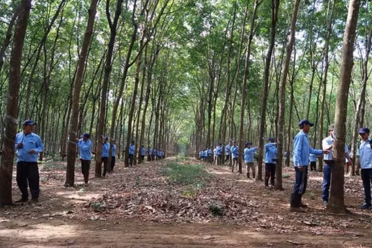 Đầu tư Cao su Đắk Lắk (DRI) lợi nhuận sau soát xét vẫn giảm, cổ phiếu đấu giá không ai mua