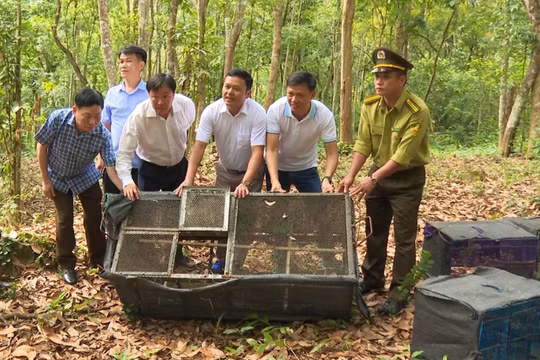 Thả gần 200 cá thể động vật hoang dã sau cứu hộ về môi trường tự nhiên