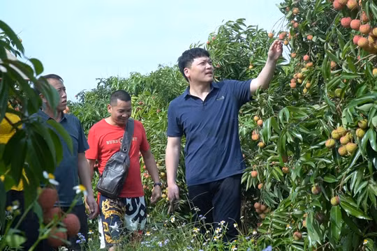Vải thiều Lục Ngạn được thương lái Trung Quốc đánh giá cao