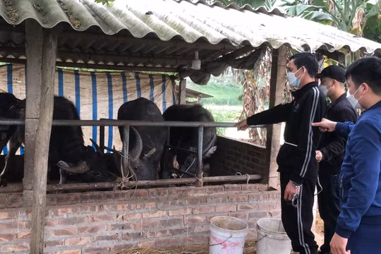 Bắt giữ 2 đối tượng mở trang trại để hợp thức số trâu bò trộm cắp