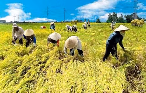Tổ chức, kết nối người nông dân để xóa bỏ lời nguyền: Manh mún, nhỏ lẻ, tự phát!