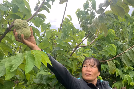 Gia Lai: Người phụ nữ “bắt” cây ra quả trên vùng đất cằn, thu hàng trăm triệu đồng/năm