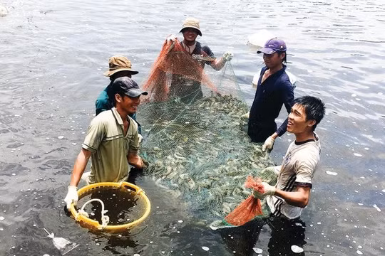 Thủy sản lập kỷ lục về xuất khẩu