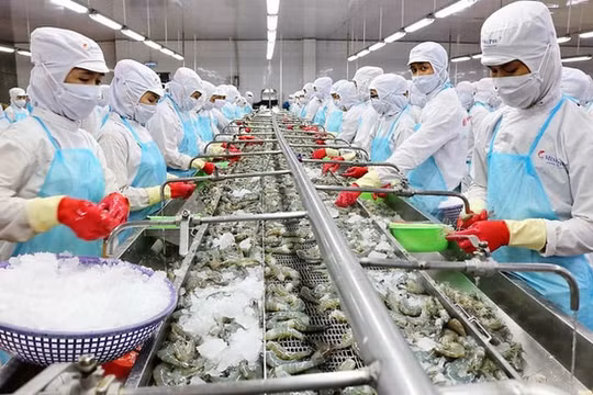 Năm 2021 Mỹ nhập khẩu hơn 88 nghìn tấn tôm Việt Nam