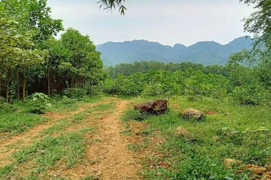 Đất rừng Hòa Bình, đất rẫy Tây Nguyên, đất đồi cát Ninh Thuận đã hết "hot"?