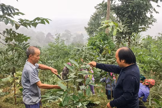 Lào Cai: Phát triển nông nghiệp theo hướng bền vững, đứng đầu về nông nghiệp hữu cơ