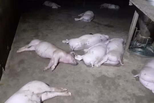 Hà Tĩnh: Sét đánh chết 12 con lợn
