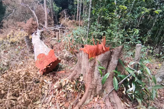 Khởi tố vụ phá trắng hơn 2,2 ha rừng phòng hộ tại Gia Lai
