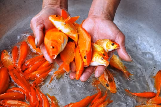 Cắt giảm phương tiện đi lại của ông Công, ông Táo: Cá chép sống “cháy hàng”
