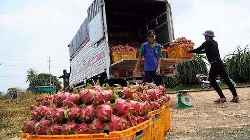 Nối lại xuất khẩu thanh long qua Lào Cai sau gần 5 tháng tạm dừng