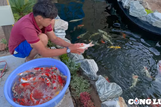 Từ thợ sửa xe, chàng trai 9X “đổi đời” nhờ nuôi cá Koi, thu nhập hàng tỉ đồng