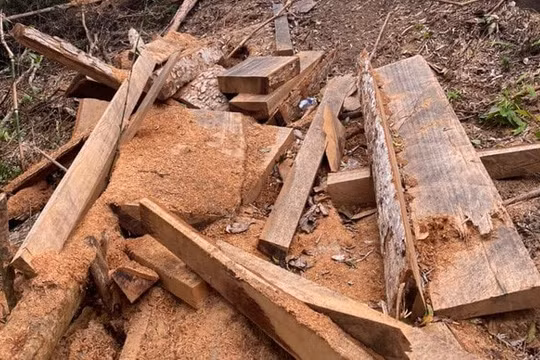 Gia Lai: Thanh tra toàn diện một Công ty lâm nghiệp quản lý gần 14.000ha rừng