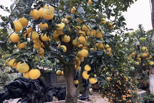 Bưởi cảnh Hưng Yên ngược núi Lào Cai giá 20 triệu đồng vẫn "cháy hàng"