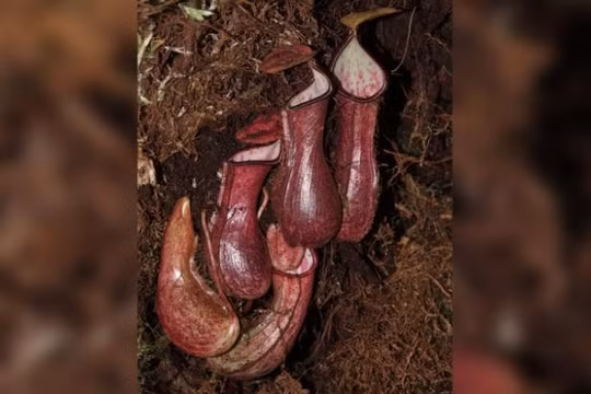 Lần đầu tiên phát hiện loài cây ăn thịt dưới lòng đất