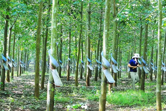 Cao su Đồng Phú (DPR) lợi nhuận Quý 3 giảm 22%, vẫn trả cổ tức bằng tiền tỷ lệ 20%