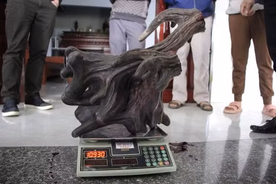 Cặp nhung nai “khủng” nặng gần 11kg, giá 110 triệu đồng
