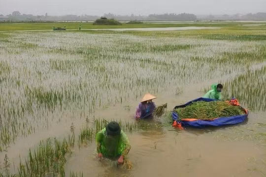 Hà Nội: Báo động lũ trên sông Tích