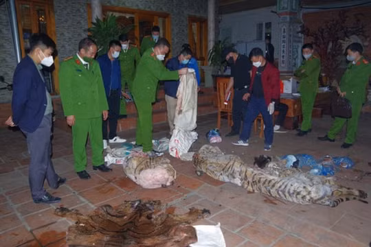 Bắt quả tang hộ gia đình Chủ tịch UBND xã ở Thái Nguyên giết Hổ nấu cao