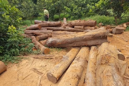 Tỉnh Gia Lai chỉ đạo khẩn trương điều tra nguồn gốc xưởng gỗ lậu ở biên giới