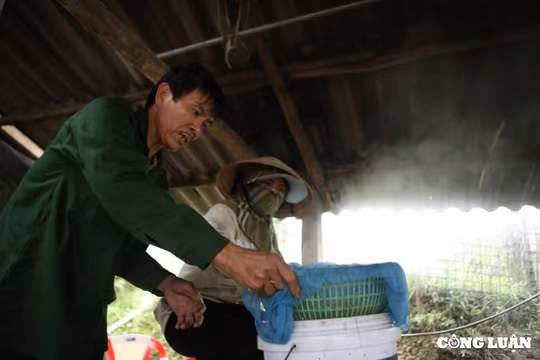 Ngọt thơm hương mía Thọ Điền