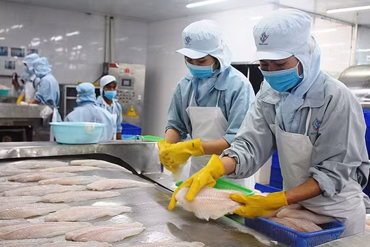 Xuất khẩu cá tra tiếp tục tăng trưởng khả quan