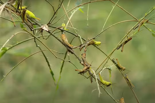 Nghệ An: Hàng trăm ha tre bị châu chấu tàn phá