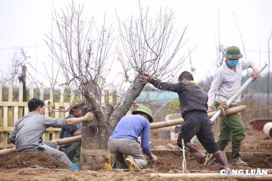 Làng đào Nhật Tân, Hà Nội tất bật thu gom, hồi sinh những gốc đào cho vụ mới