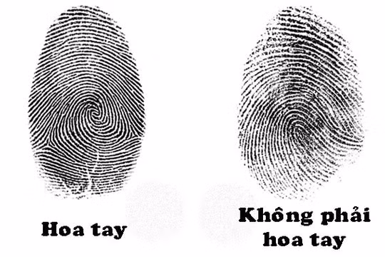 Đoán vận mệnh giàu sang hay nghèo khổ qua số lượng hoa tay