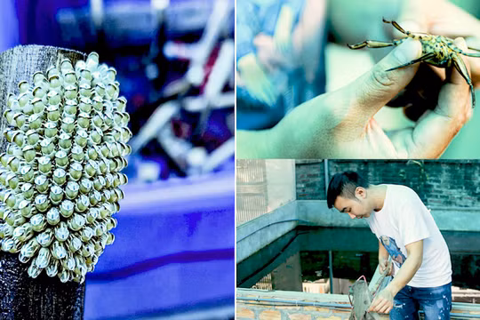 Nuôi côn trùng đặc biệt, 9x Hà Nội thu nửa tỉ đồng mỗi năm