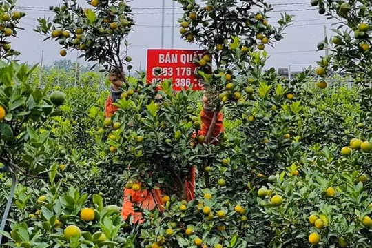 Quất cảnh được giá, nhà vườn "cháy hàng" trước Tết