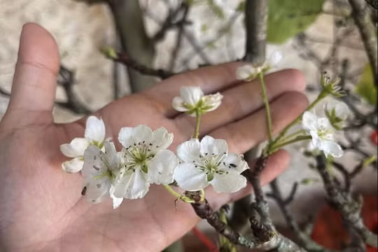 “Chợ mạng” rầm rộ hoa lê, hoa đào trái mùa, khách Thủ đô háo hức đặt mua