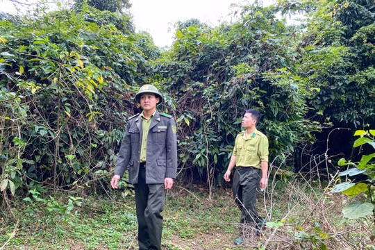 Tết của những người giữ rừng