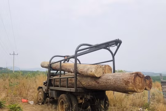 Kon Tum: Bắt xe “bò vàng” vận chuyển gỗ lậu trên dòng Sê San