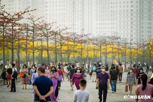 Đóng cửa con đường hoa vàng phong linh đang gây "sốt" ở Hà Nội