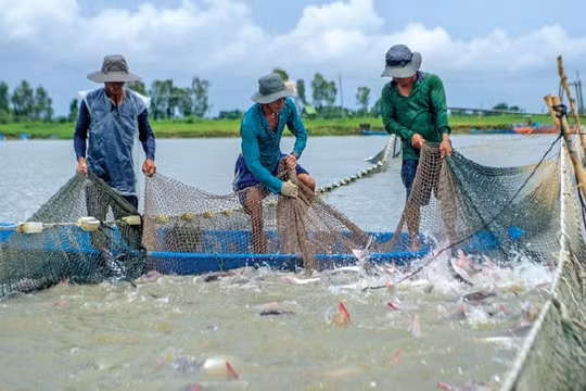 Đến năm 2030, sản lượng nuôi trồng thủy sản đạt 7 triệu tấn/năm