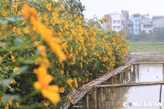 Xuất hiện vườn hoa dã quỳ ‘siêu đẹp’ giữa trung tâm thủ đô Hà Nội