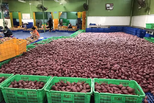 Những lưu ý khi xuất khẩu khoai lang sang Trung Quốc