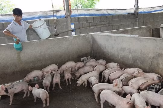 Nông dân gặp khó trăm bề khi giá thức ăn chăn nuôi liên tục tăng