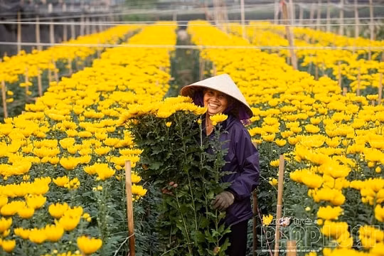Nông dân Tây Tựu kỳ vọng mùa hoa Tết bội thu