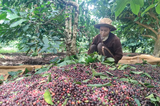 Gia Lai: Ngược ngàn “hái” Tết