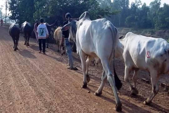 Ngăn chặn vận chuyển, buôn bán trâu bò trái phép qua biên giới