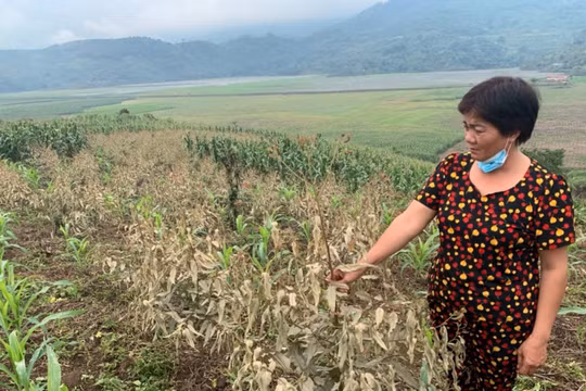 Tìm ra thủ phạm làm 339 héc ta cây trồng ở Lào Cai bị cháy táp khô lá