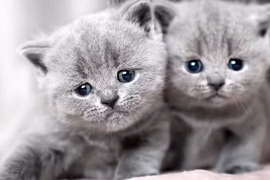 Mơ thấy con mèo là điềm gì? Con số may mắn liên quan