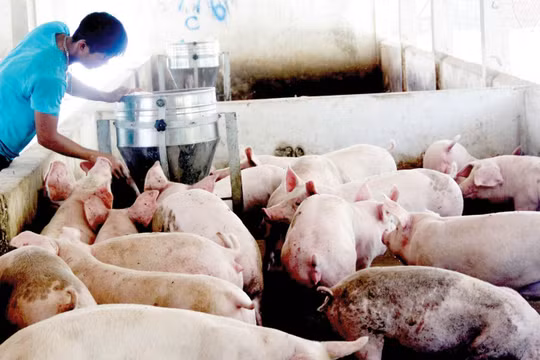 Chăn nuôi Việt Nam liên kết lỏng lẻo, phụ thuộc nhiều vào nhập khẩu