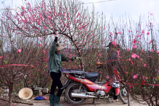 Chính phủ đồng ý Tết Âm lịch 2023 được nghỉ 7 ngày