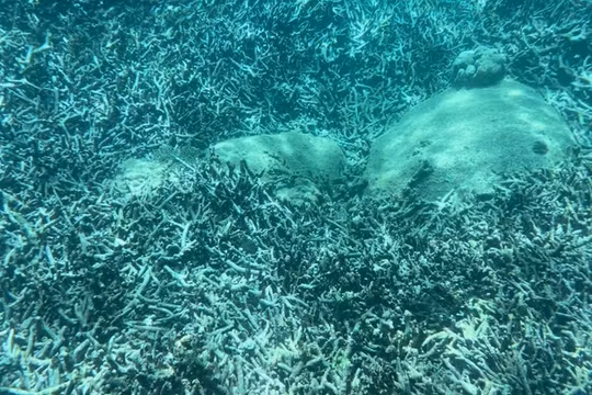 San hô "chết trắng" ở vịnh Nha Trang: Yêu cầu tỉnh Khánh Hòa báo cáo trước ngày 19/6