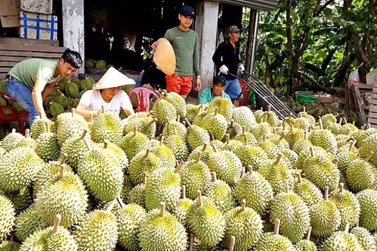 Tuân thủ quy định để xuất khẩu sầu riêng bền vững sang Trung Quốc