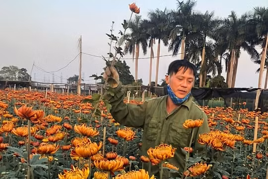 Người dân làng hoa Tây Tựu kỳ vọng vào dịp tiêu thụ hoa lớn nhất trong năm